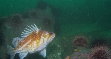 COPPER ROCKFISH AND URCHINS